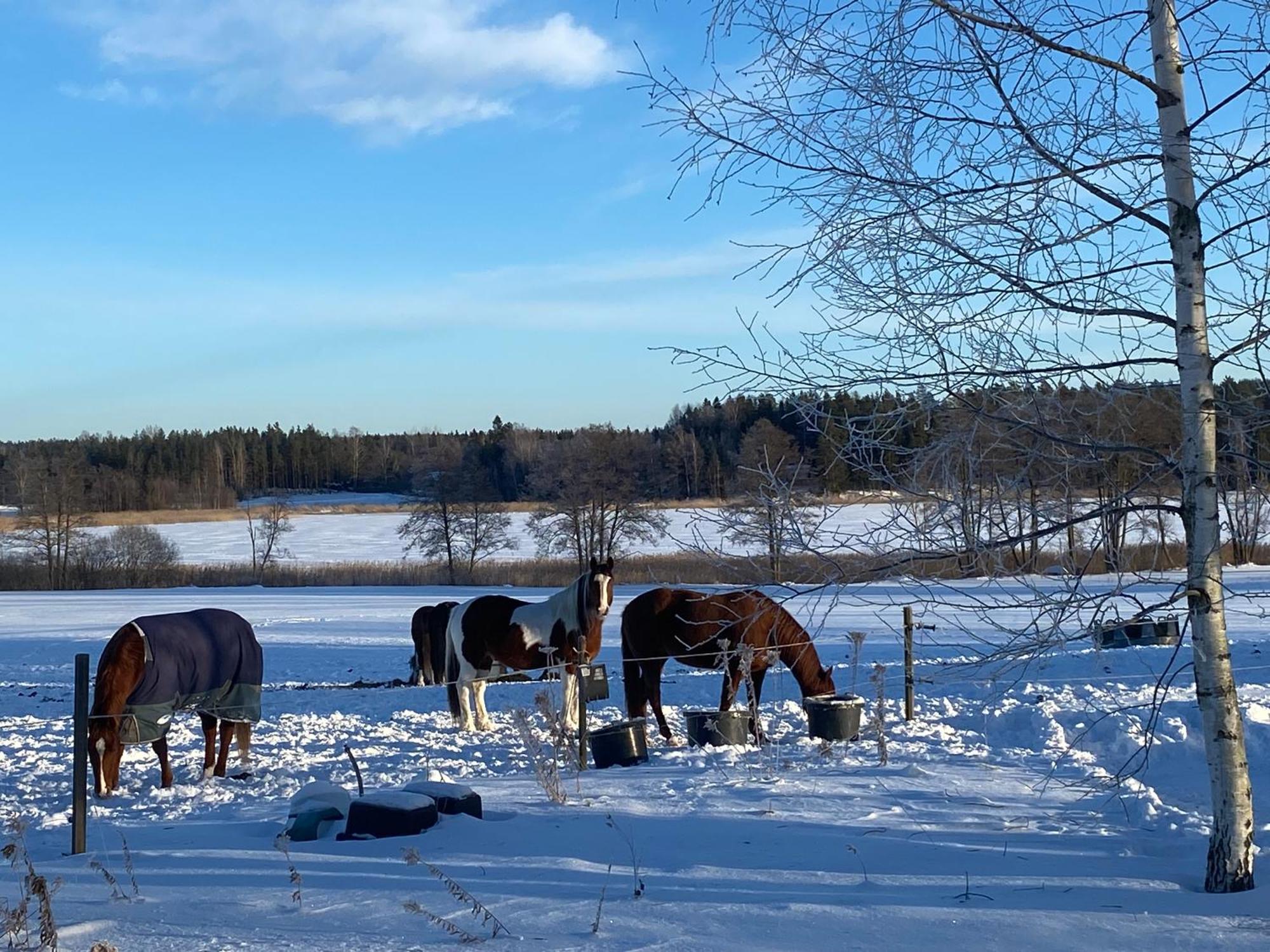 Ulvsby Ranch Western Camp Karlstad Exterior foto